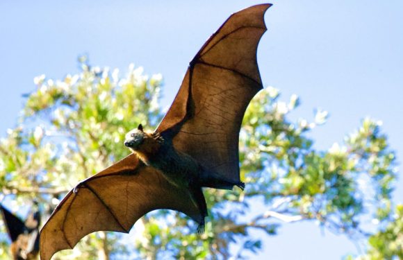 How to Get Rid of Bats Humanely: A Step-by-Step Guide