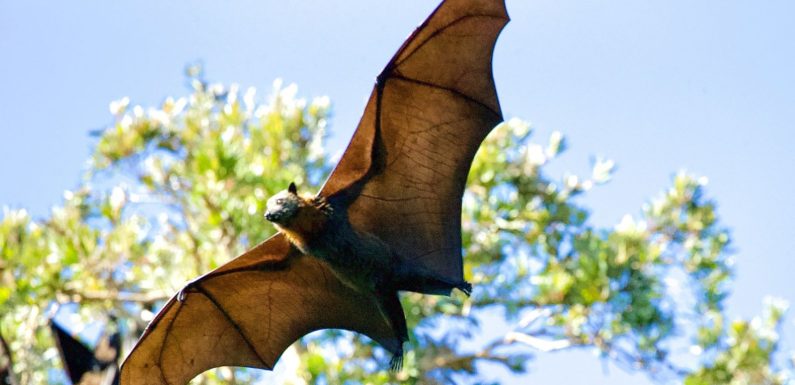 How to Get Rid of Bats Humanely: A Step-by-Step Guide